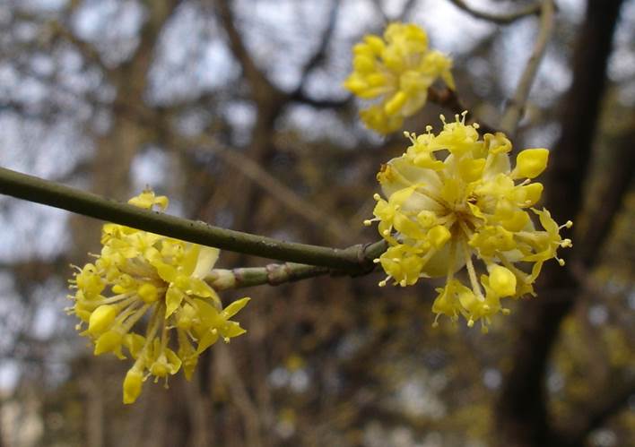 Descripción: https://upload.wikimedia.org/wikipedia/commons/c/cc/Cornus_mas_flowers.jpg